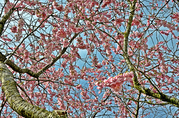 roze lente bloesem
