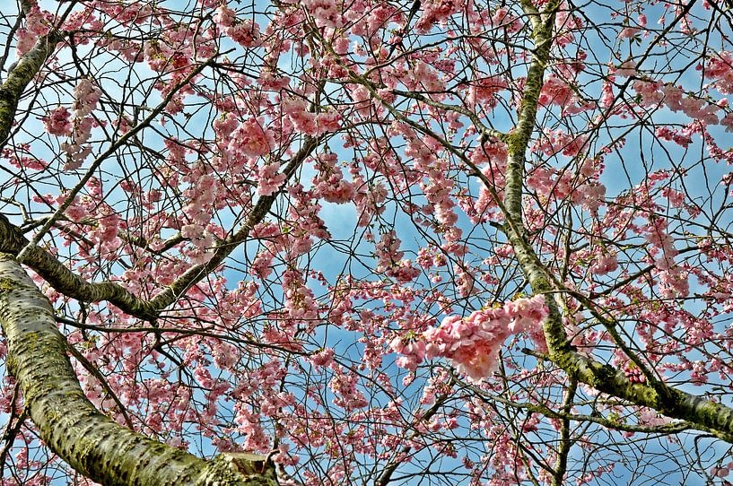 roze lente bloesem by Pyter de Roos