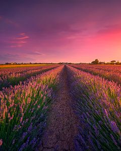 Champs de fleurs de lavande et magnifique coucher de soleil en Toscane