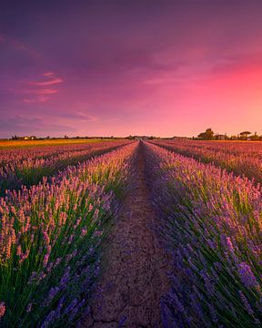 Lavender flowers fields and beautiful sunset in Tuscany by Stefano Orazzini
