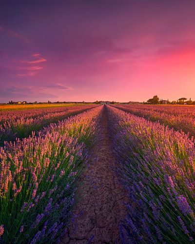 Lavendel bloemenvelden en prachtige zonsondergang in Toscane