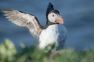 Papageientaucher breitet Flügel aus | Reisefotografie-Druck | Ostisland