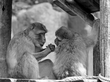 Berber monkeys by Jose Lok