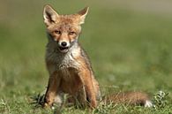 Jungfuchs von Menno Schaefer Miniaturansicht