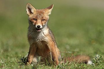 Young fox by Menno Schaefer