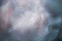 Dreamy flower / close-up van een tulp
