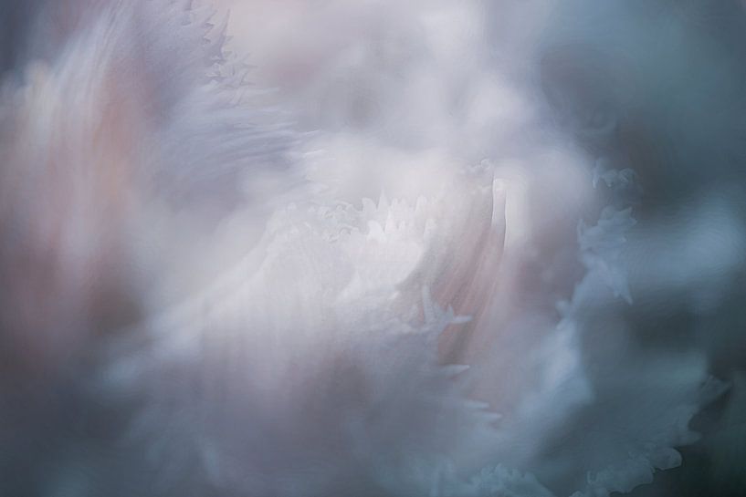 Dreamy flower / close-up van een tulp van Photography art by Sacha