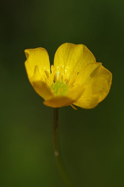 Butterblume van Gabi Siebenhühner