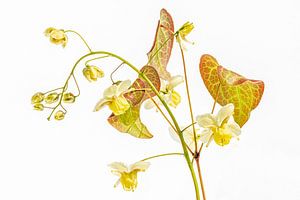 Elfenblume und -blatt