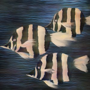 Ab durch die Mitte - Zebrafische