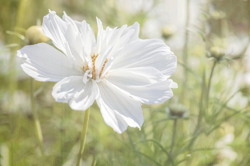 The delicate beauty of a flowering Cosmos by Mieneke Andeweg-van Rijn