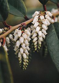 Bruyère à grappes dans le jardin botanique forestier de Tharandt sur Richard