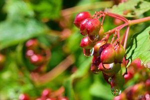 Beeren in der Sonne nach dem Regen