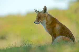 Fuchs