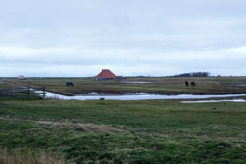 Boerenlandschap, Pettemerpolder Noord-Holland