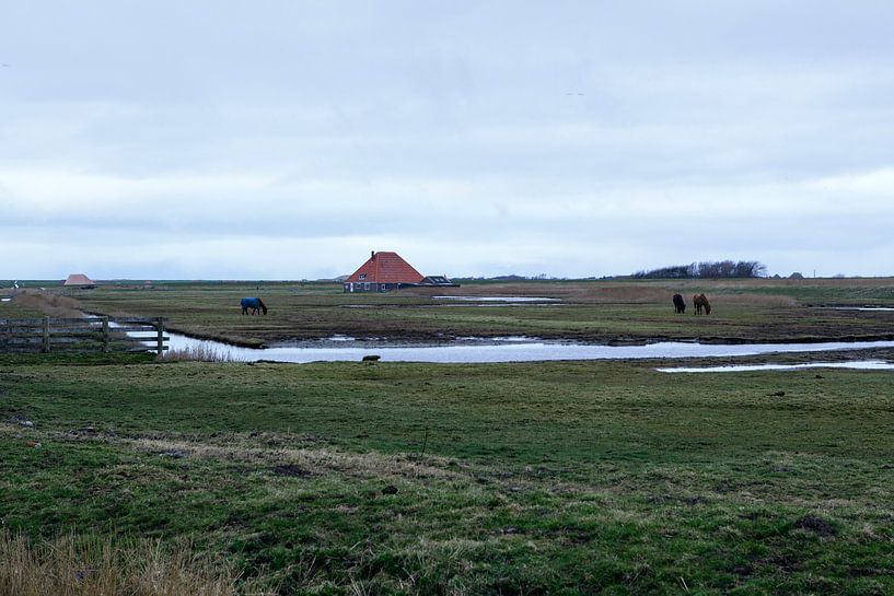 Bauernlandschaft, Pettemerpolder Nord-Holland von Jeroen van Esseveldt