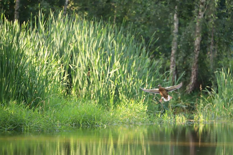 The approaching duck by Heike Hultsch