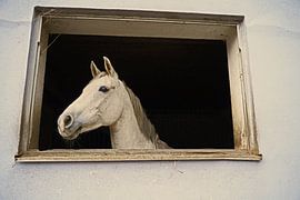 Photo shooting with white horse in a window of the riding stable