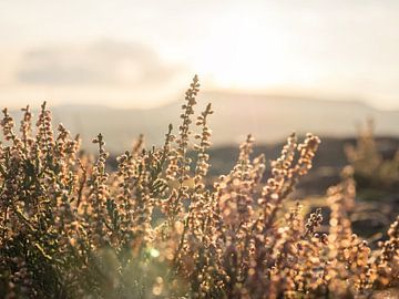 Zirkelstein, Saksisch Zwitserland - Heide en Grote Zschirnstein van Pixelwerk