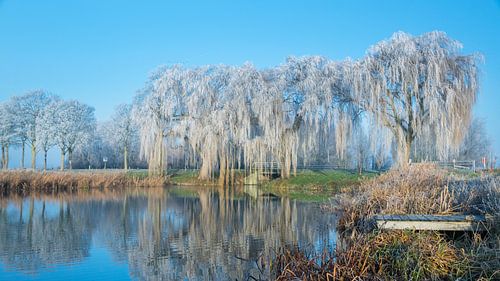 Mûrir dans le Hoeksche Waard