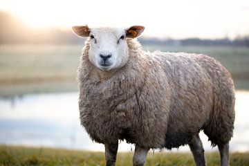 Schafe auf einer Wiese von Kristof Ven