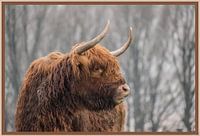 Mooie Schotse hooglander