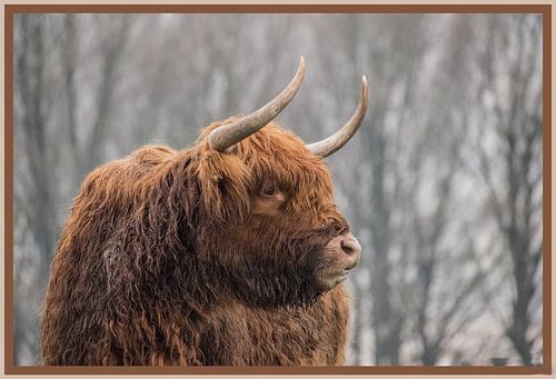 Beautiful Scottish Highlander