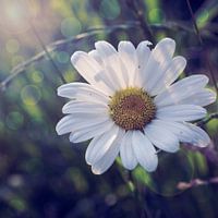 Gewone Margriet