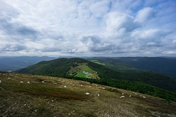Frankrijk - Kudde schapen op een groene weide bovenop een berg van adventure-photos