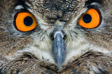 Eule von Paul van Gaalen, natuurfotograaf