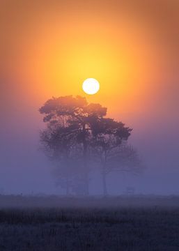 nederlandse savanne van Kevin Hernandez