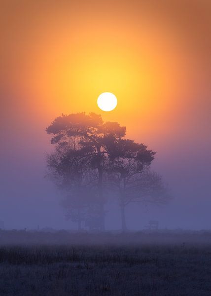 dutch savannah by Kevin Hernandez