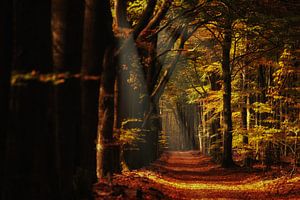 Automne dans les Speulderderbos sur le Veluwe néerlandais