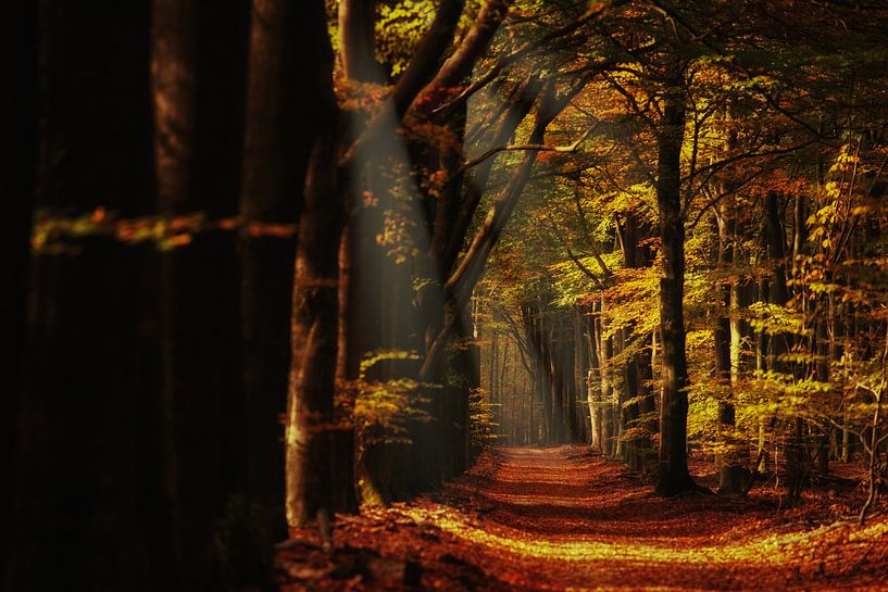 Herfst in het Speulderderbos op de Nederlandse Veluwe van Fotografiecor .nl