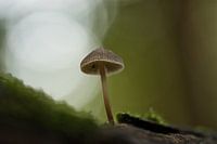 Champignon dans la nature