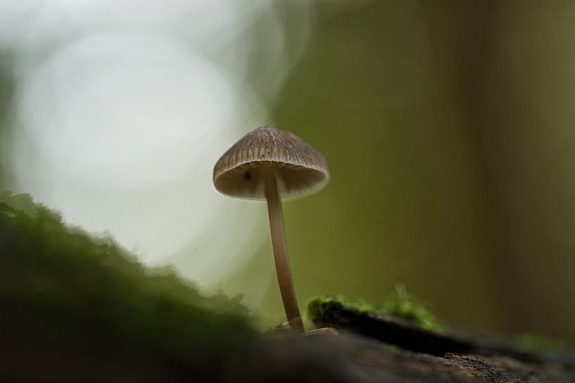 Mushroom in nature by Daniel Kruse