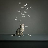 No Feathers anymore
