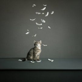 No Feathers anymore by Mariska Vereijken