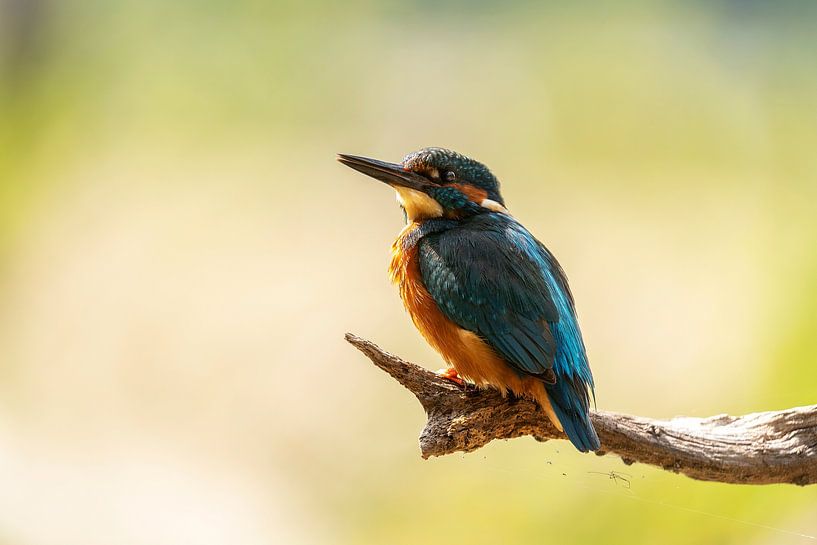 Kingfisher on Branch | Netherlands by Waleson Photography