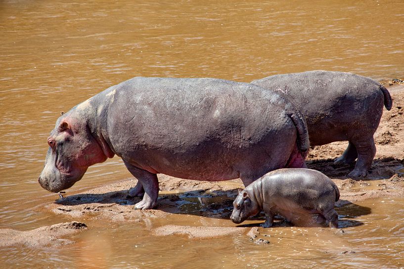 Nilpferd mit Kind von Peter Michel