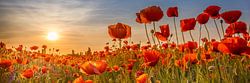 Mohn im Sonnenuntergang | Panorama