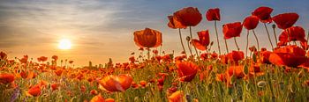 Mohn im Sonnenuntergang | Panorama