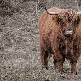 Schottischer Highlander von Arie de Korte