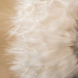 Makro-Nahaufnahme von Löwenzahnsamen mit sanftem Licht vor dunklem Hintergrund von Doris van Meggelen