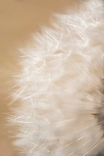 Macro Close-Up of Dandelion Seeds with Soft Light on Dark Background