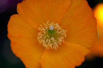 Oranje bloem van Roque Klop