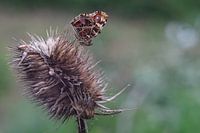 papillon