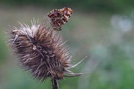 vlinder van Timothy Smits