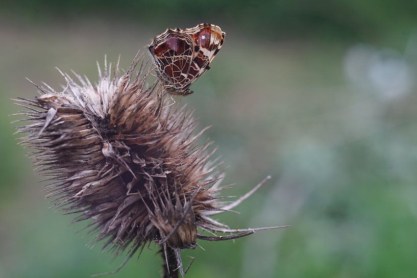 butterfly by Timothy Smits