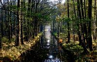 Mystischer Spreewald